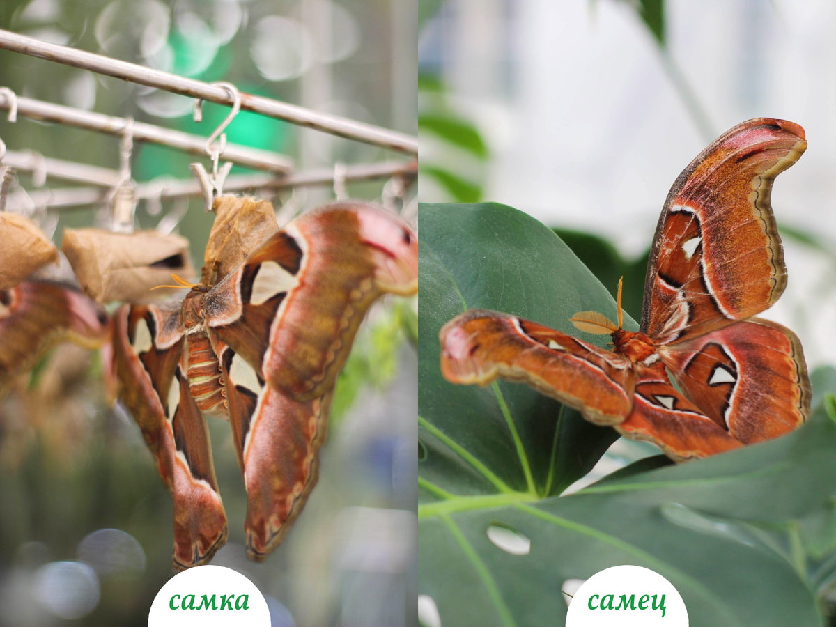 Половой диморфизм у Павлиноглазки Атлас