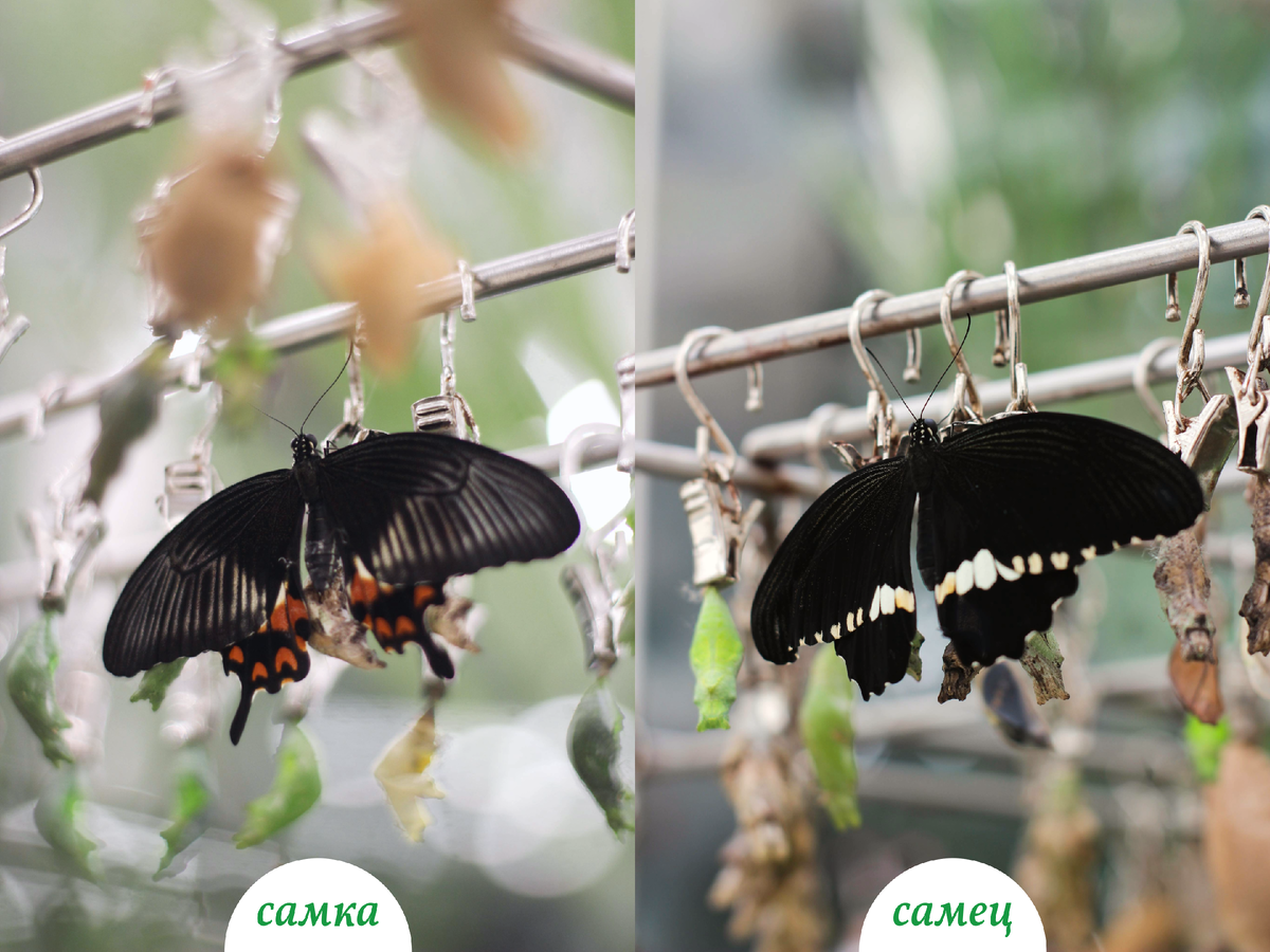 Половой диморфизм у Парусника Полита