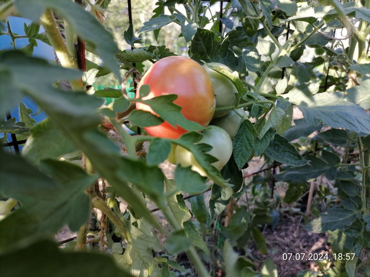 Хвалюсь -  мои томаты, в ог Сибири ,начали зреть в начале июля, фото автора, сеяла в середине марта