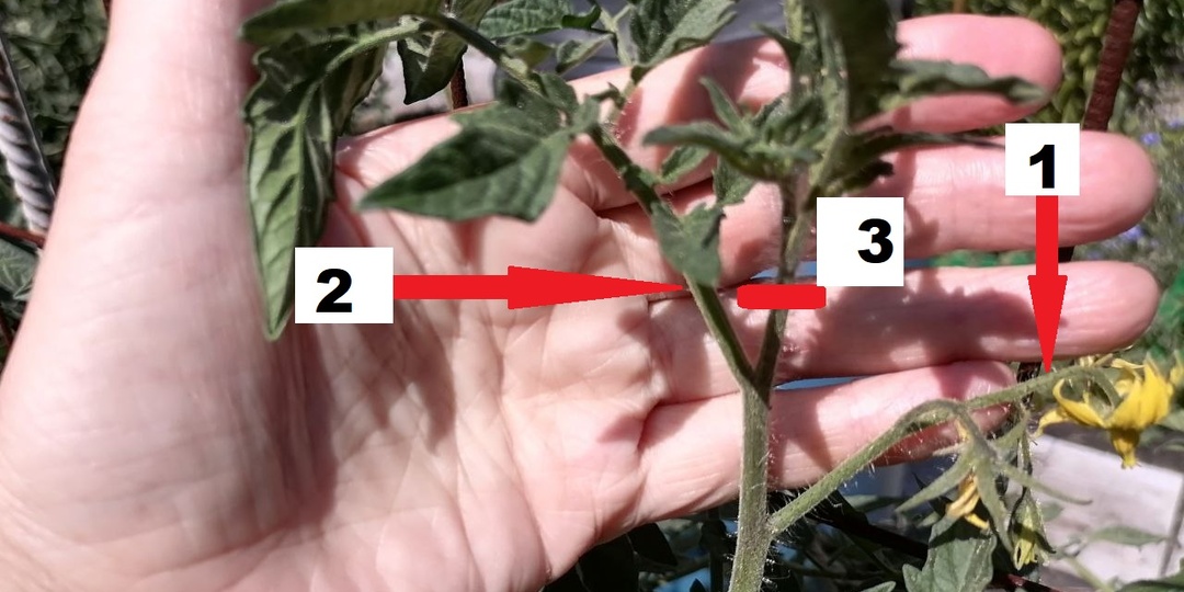 Когда прищипывать помидоры, как и зачем (о вершковании)