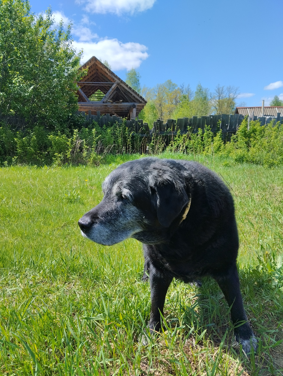 Собака думает.