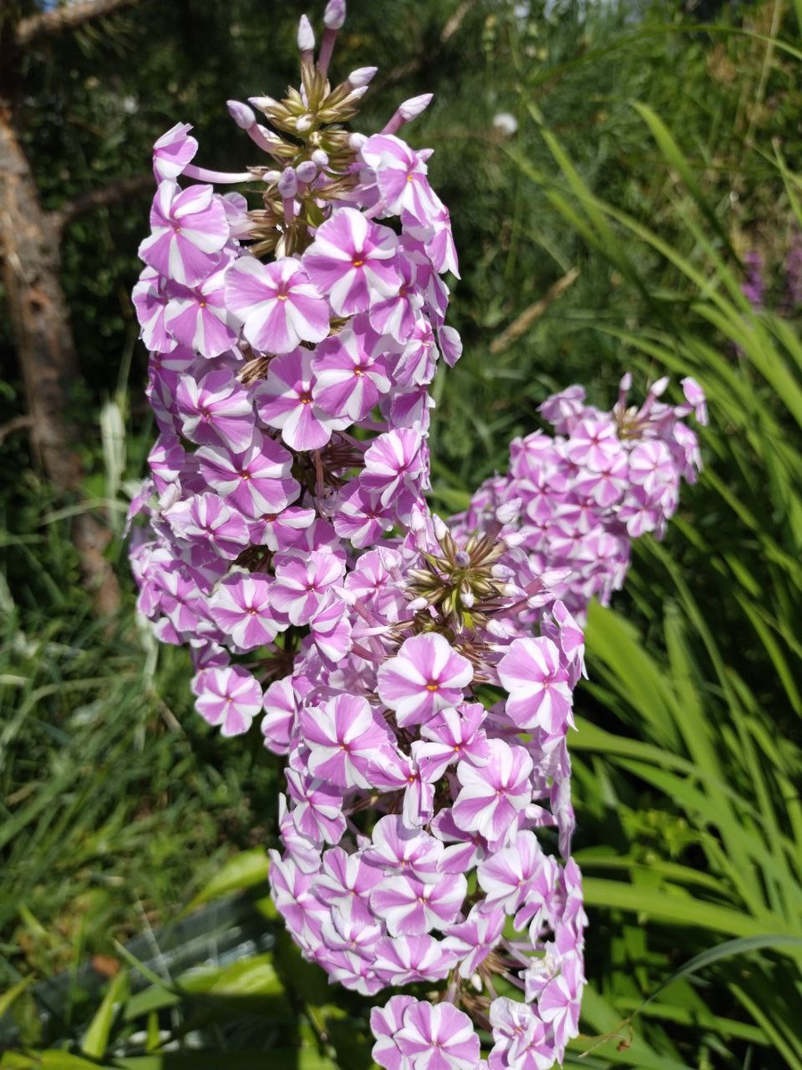 Флокс Наташа (Соната)