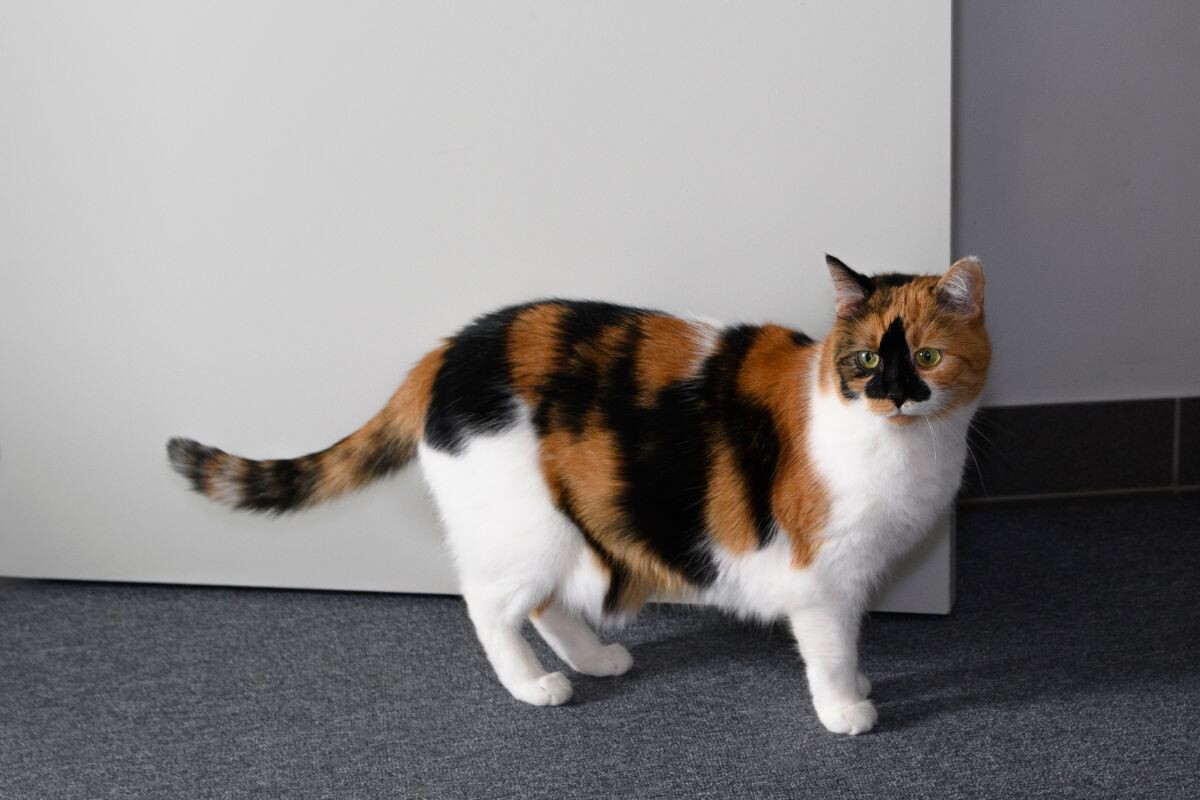 Домашний котик 