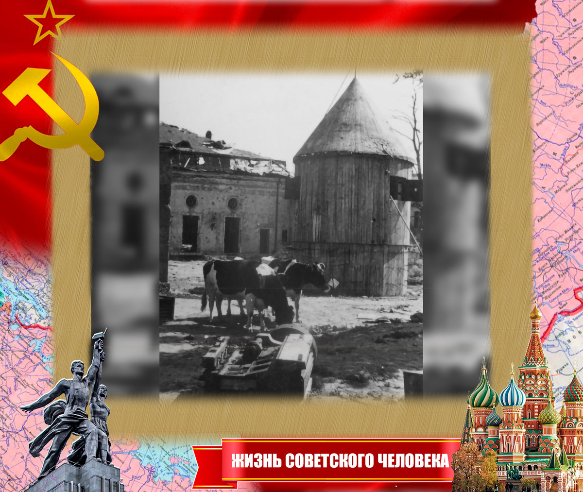 Бесхозные животные на освобождаемых территориях