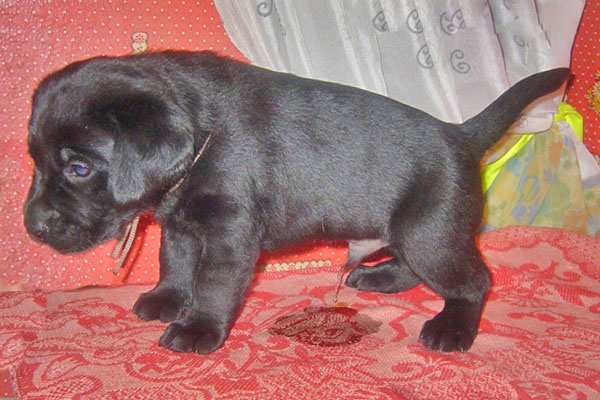 Во время приучения своего щенка к чистоте необходимо помнить об основных правилах.