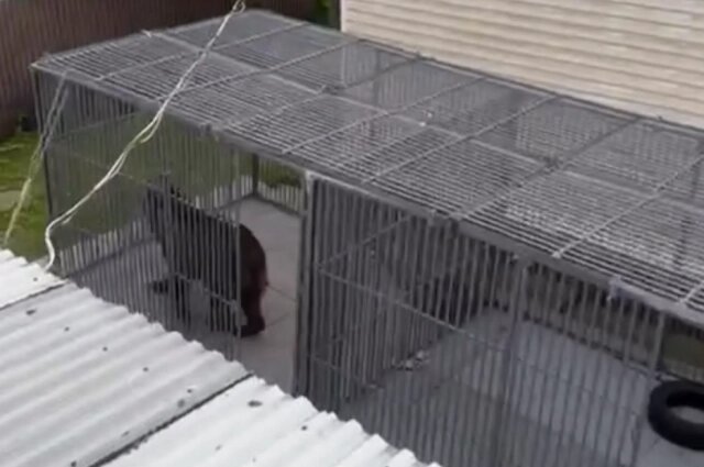    Медведица - и открытый вольер Фото: Прокуратура Санкт-Петербурга/ Скриншот видео