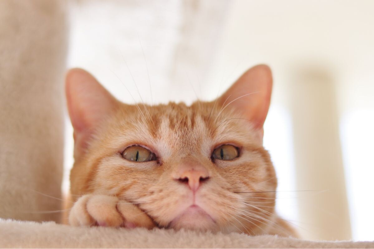Кошка скучает 