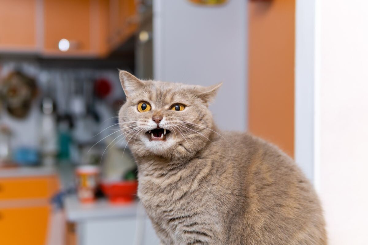 Кошка мяукает 