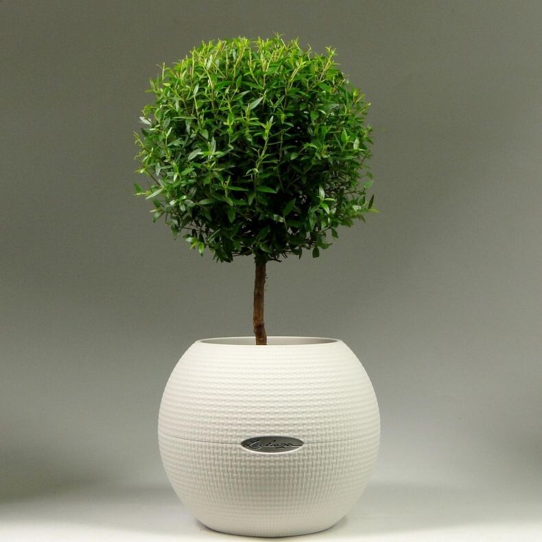 Мирт обыкновенный