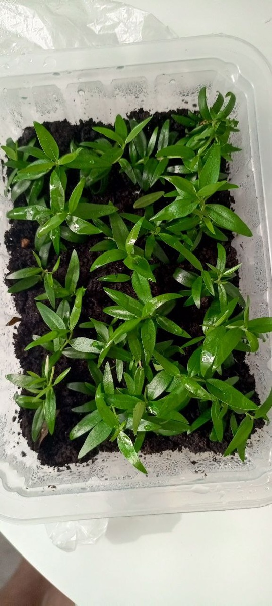 Черенки мирта