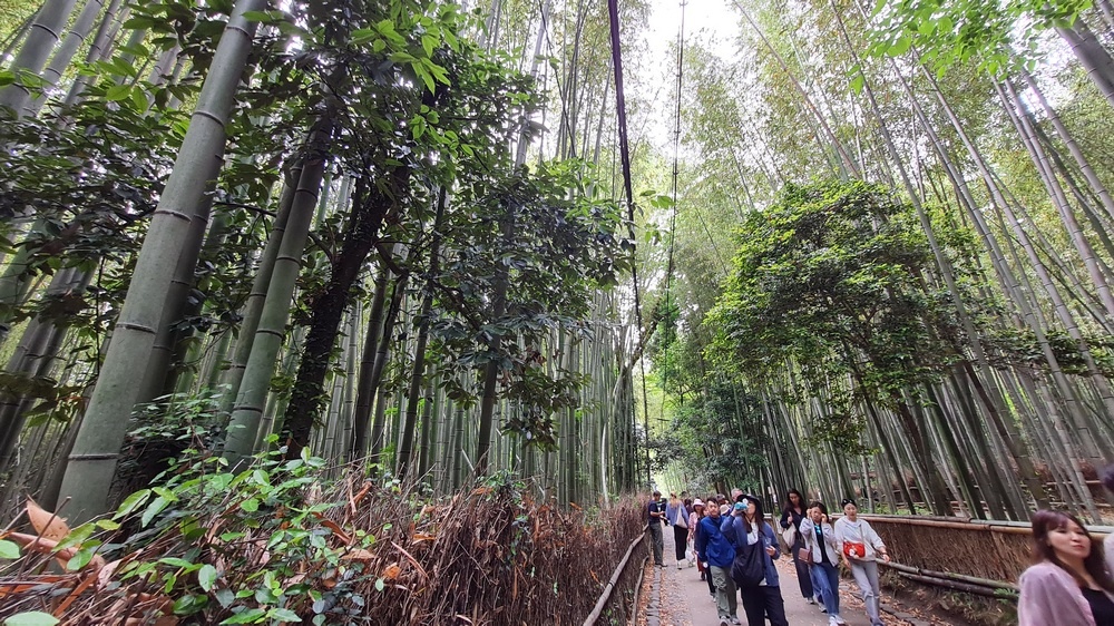 реальность ( да, фото специально выбрала такое, чтобы передать именно  свое впечатление, ну и руки у фотографа реально кривые)