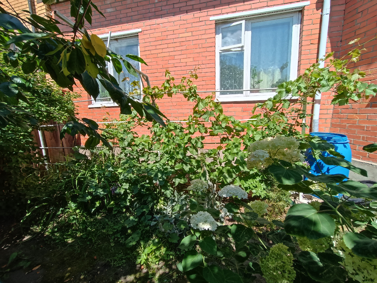 На металлической свареной шпалеры живут две лозы винограда и плетистая роза Пьер де Ронсар