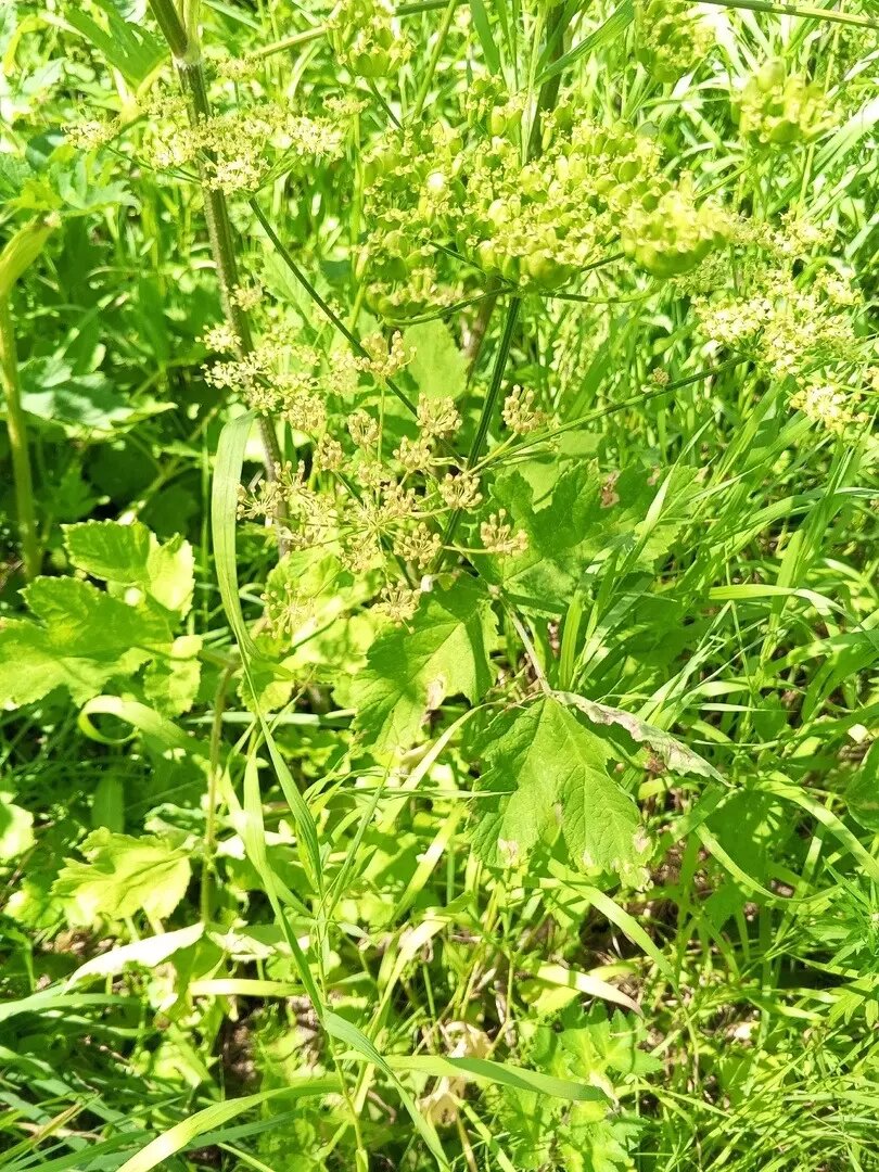     Источник: https://vk.com/my_petrz