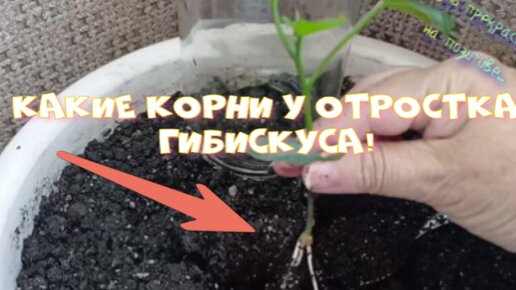 Как посадить отросток Гибискуса,Китайской Розы!!!