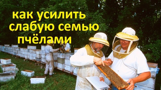 Пчёлы. Если нужно молодыми пчёлами усилить отводок или слабую семью, делается это просто...