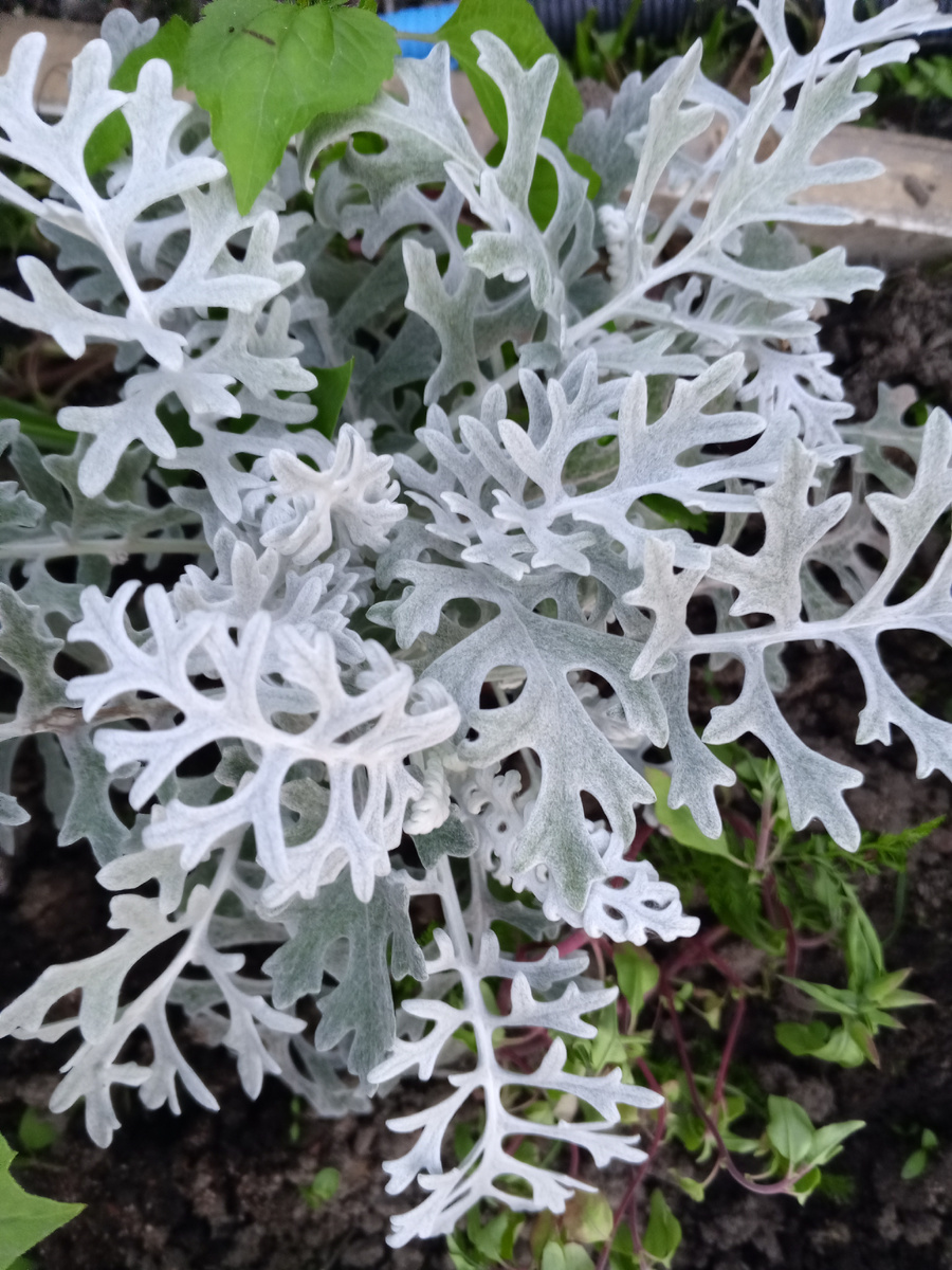 Цветок как снежная паутина