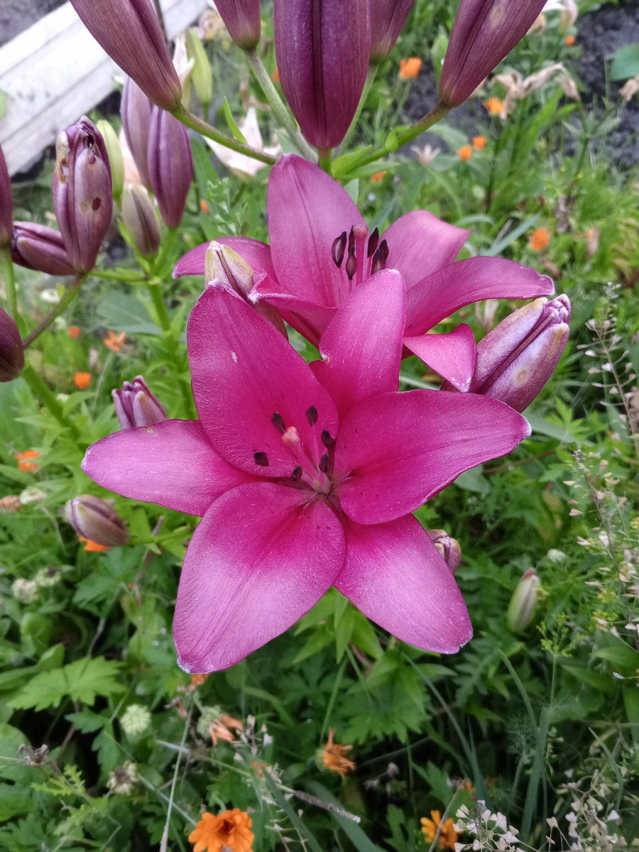 Ну хоть приличная Лилия распустилась, а то розовые мелкие и с ржавой окантовкой.