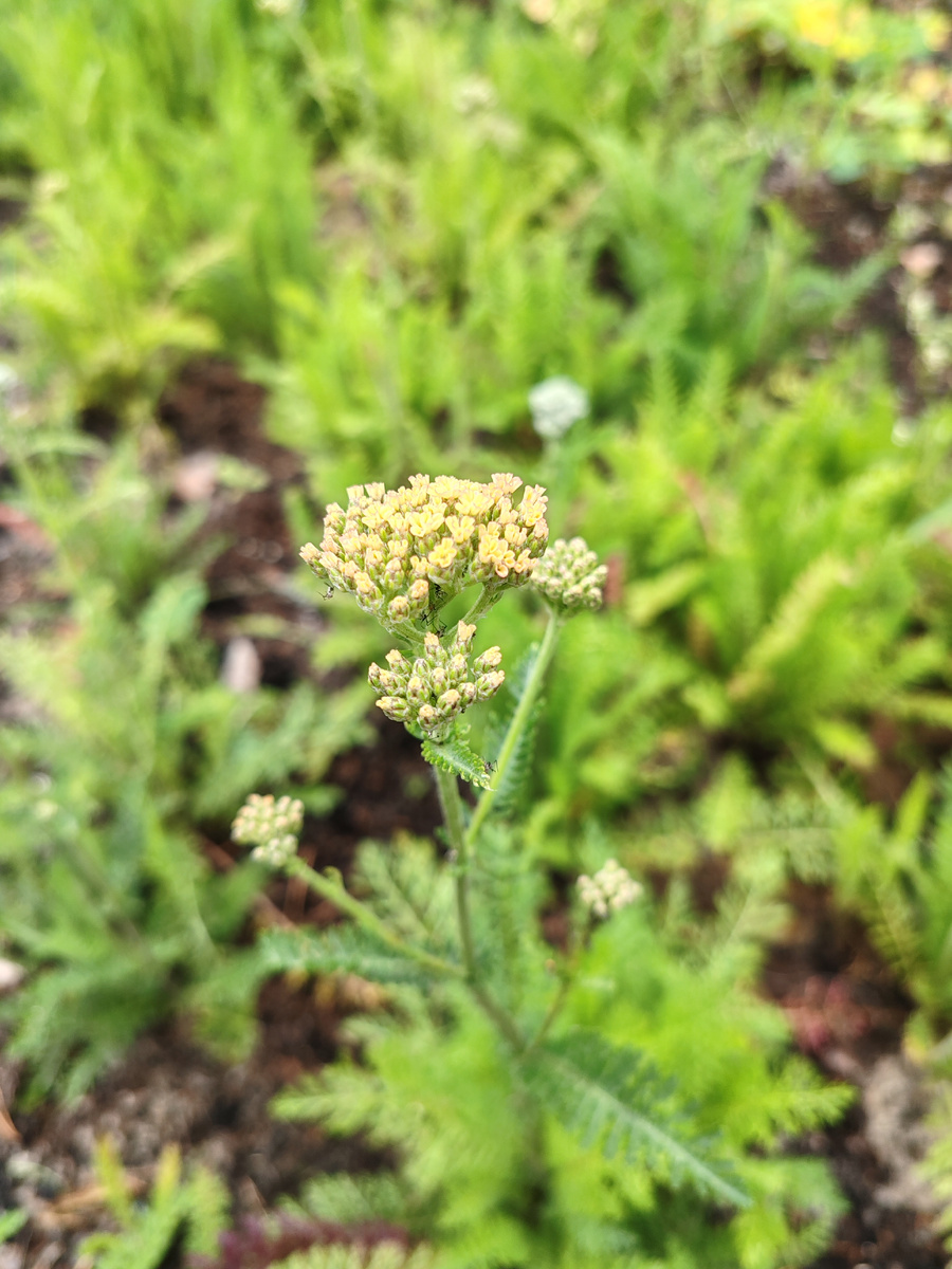 Вот ради него, зайчика, все и затевалось)