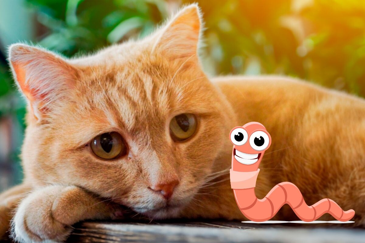 Как понять, что у кота глисты 