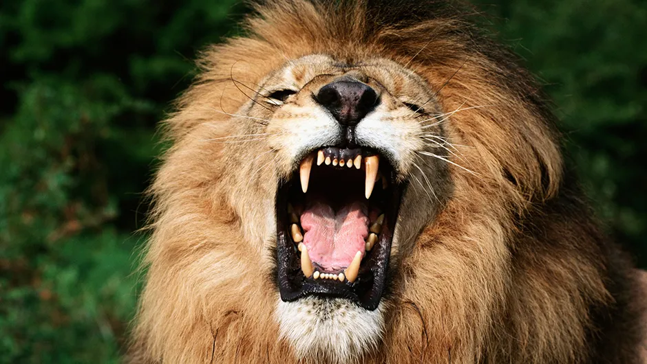 Лёва зивает