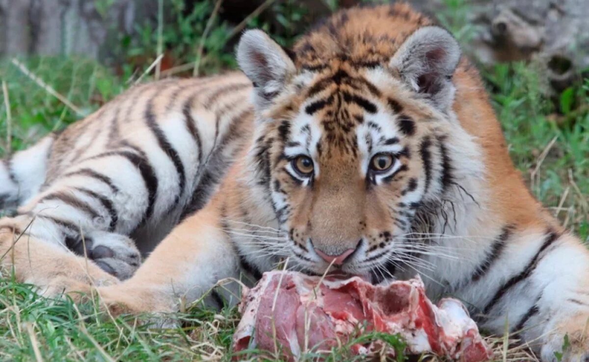    Подобрали у трассы.
