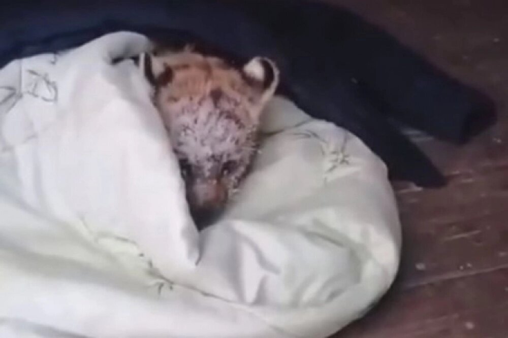    Фото: Центр «Амурский тигр»