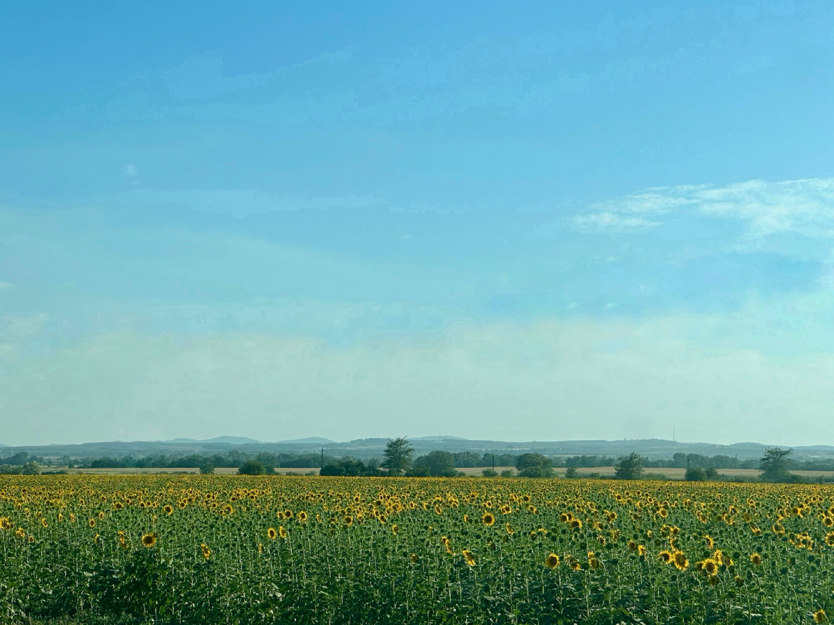Поле подсолнечника на Кубани
