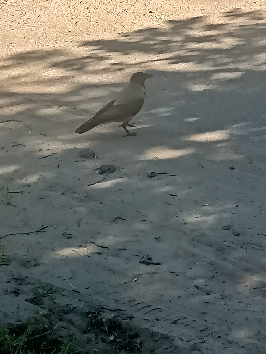 В детстве я боялась ворон из-за мультика о сестрице Аленушке и братце Иванушке.