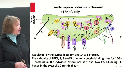 Бибикова Т.Н.- Транспорт ионов в клетках растений - 4. Tandem-pore potassium channels (TPK)