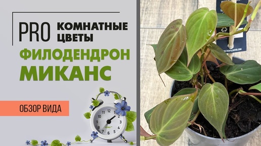 Филодендрон Сканденс Миканс - нежная бархатная лиана. Стоп суеверия. Обзор сорта.