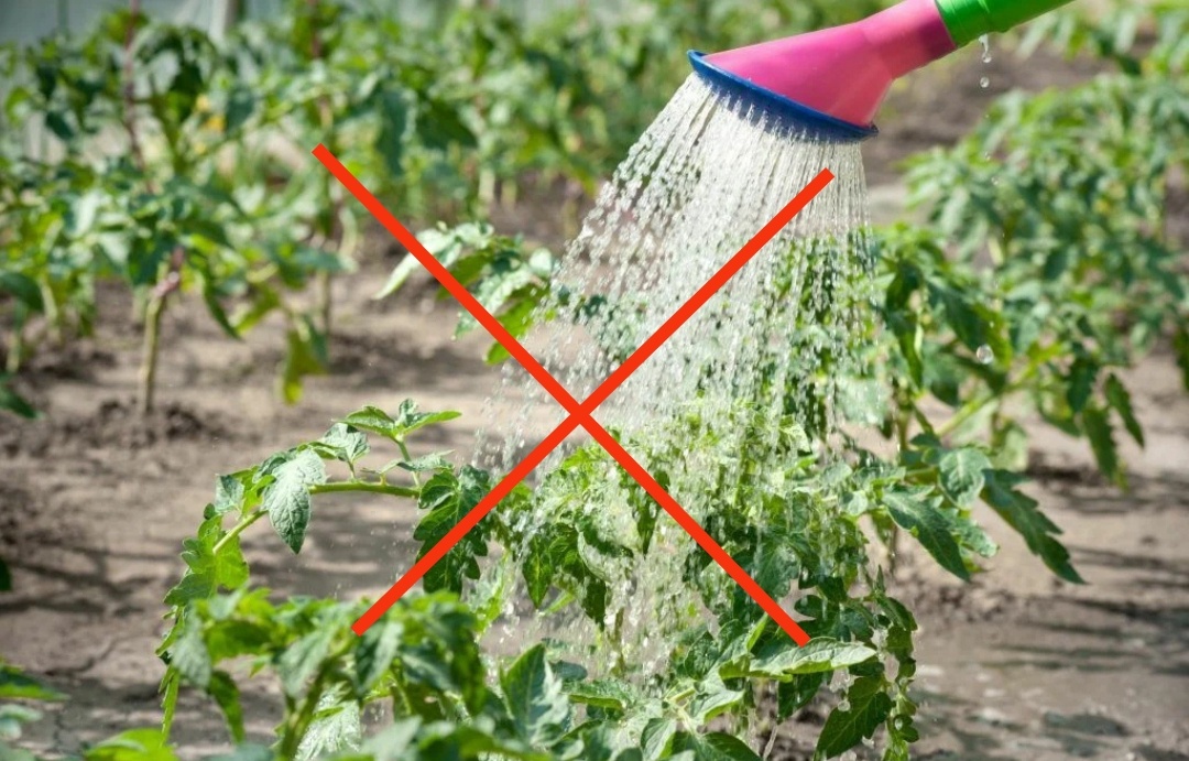 По листу делаем только опрыскивание