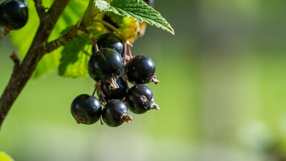    Смородина. Ягода. Источник: pixabay.com