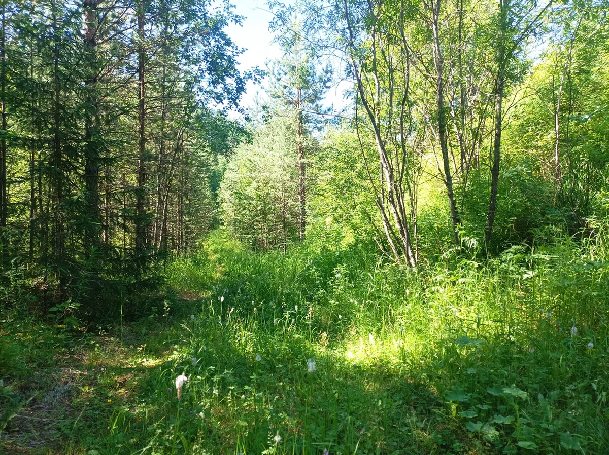 Мне по утрам нужен час. Один час уединения и тишины. Тотального одиночества. Без этого часа я нервная, злая, на всех кричу и ругаюсь. И ребёнок долго собирается и кошаки под ногами вертятся.