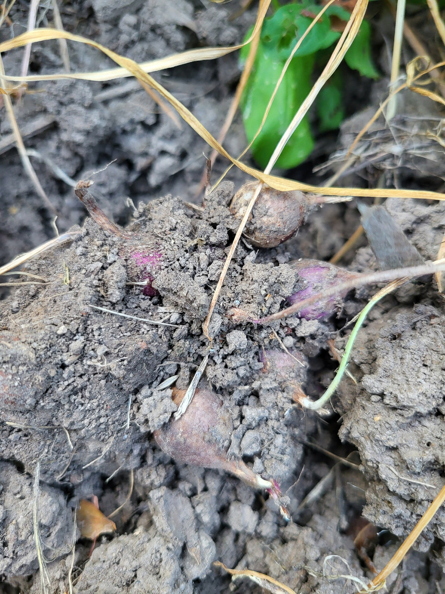 Добавьте описание