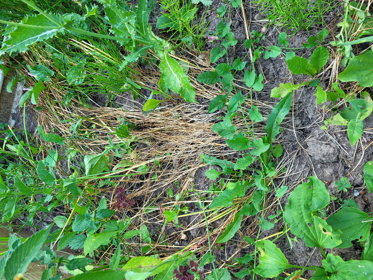 К середине июля ботва пожухла, и я выкопала урожай. В статье использованы фото автора 