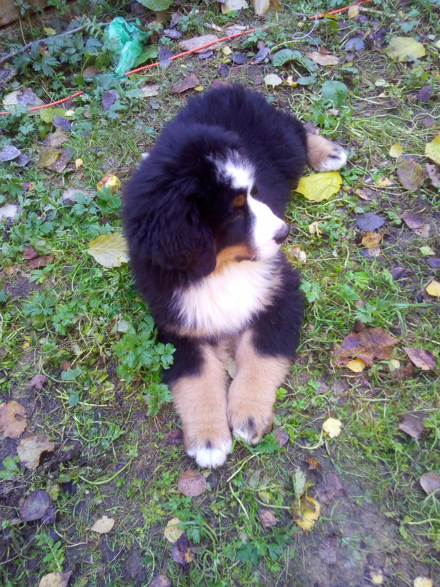 Таким он появился в нашем доме