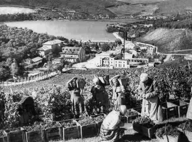 Сбор винограда в Абрау-Дюрсо, СССР (иллюстрация из открытых источников)
