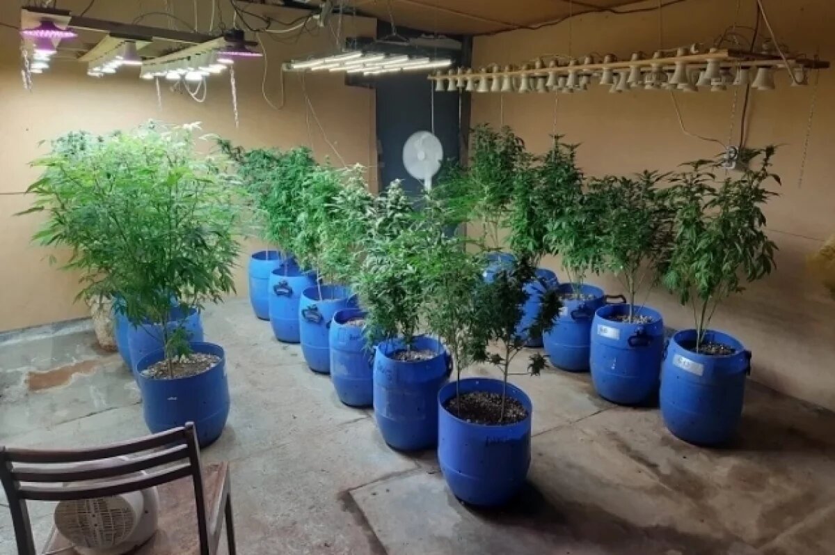    Наркобарон на пенсии: в Самаре нашли плантации марихуаны