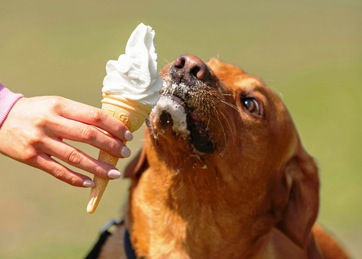Пломбир? Есть идея получше. Фото: Nima Naseri, Unplash