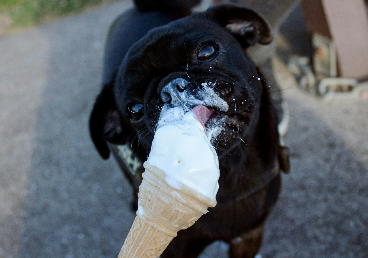 Классическое мороженое собаке давать не стоит. Фото: Callum Blacoe, Unplash