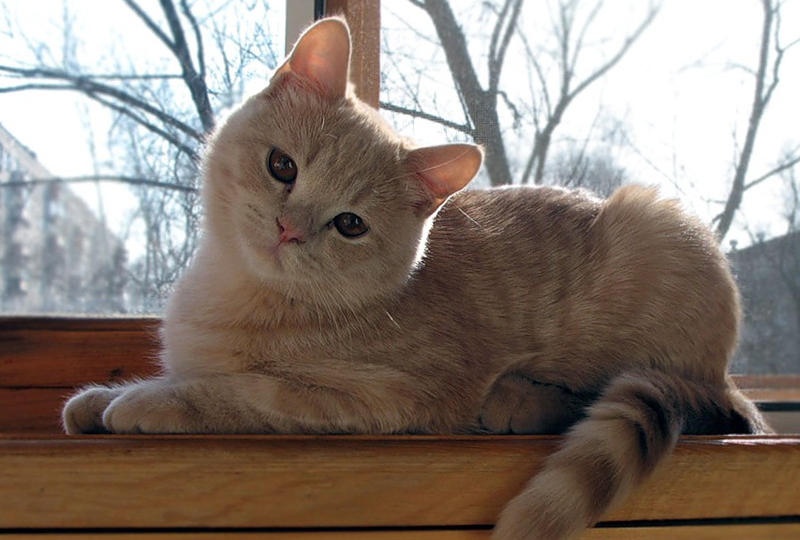 😻КОШКИ: их невероятные способности и рекорды