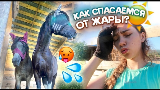 Мои БУДНИ с ЛОШАДЬМИ в Жару ☀️ Влог Коневладельца