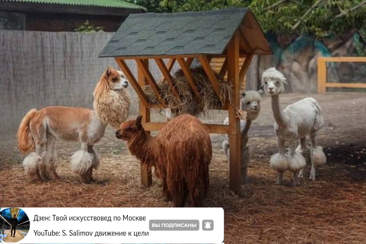 В Московском зоопарке контактная площадка — «Альпака Парк». 