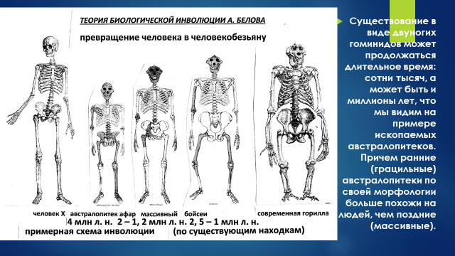 Существование в виде двуногих гоминидов может продолжаться длительное время: сотни тысяч, а может быть и миллионы лет, что мы видим на примере ископаемых австралопитеков. Причем ранние (грацильные) австралопитеки по своей морфологии больше похожи на людей, чем поздние (массивные).