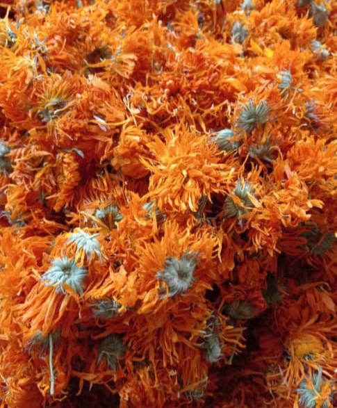 Календула цветки