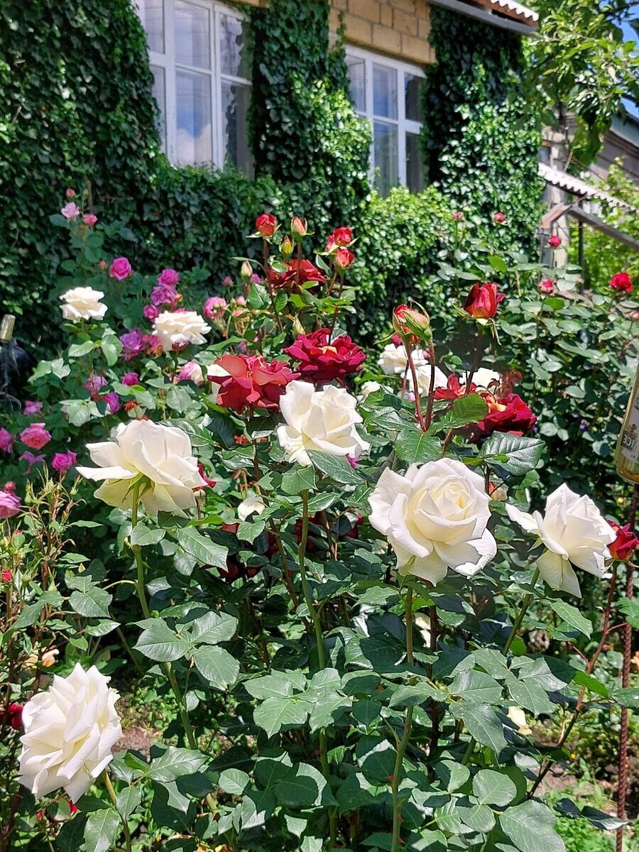 фото Елены 2024 год