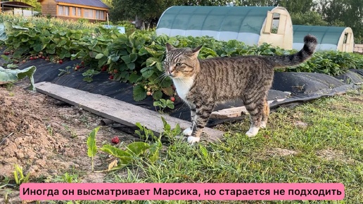 День, изменивший отношение Васи к Марсику🙈