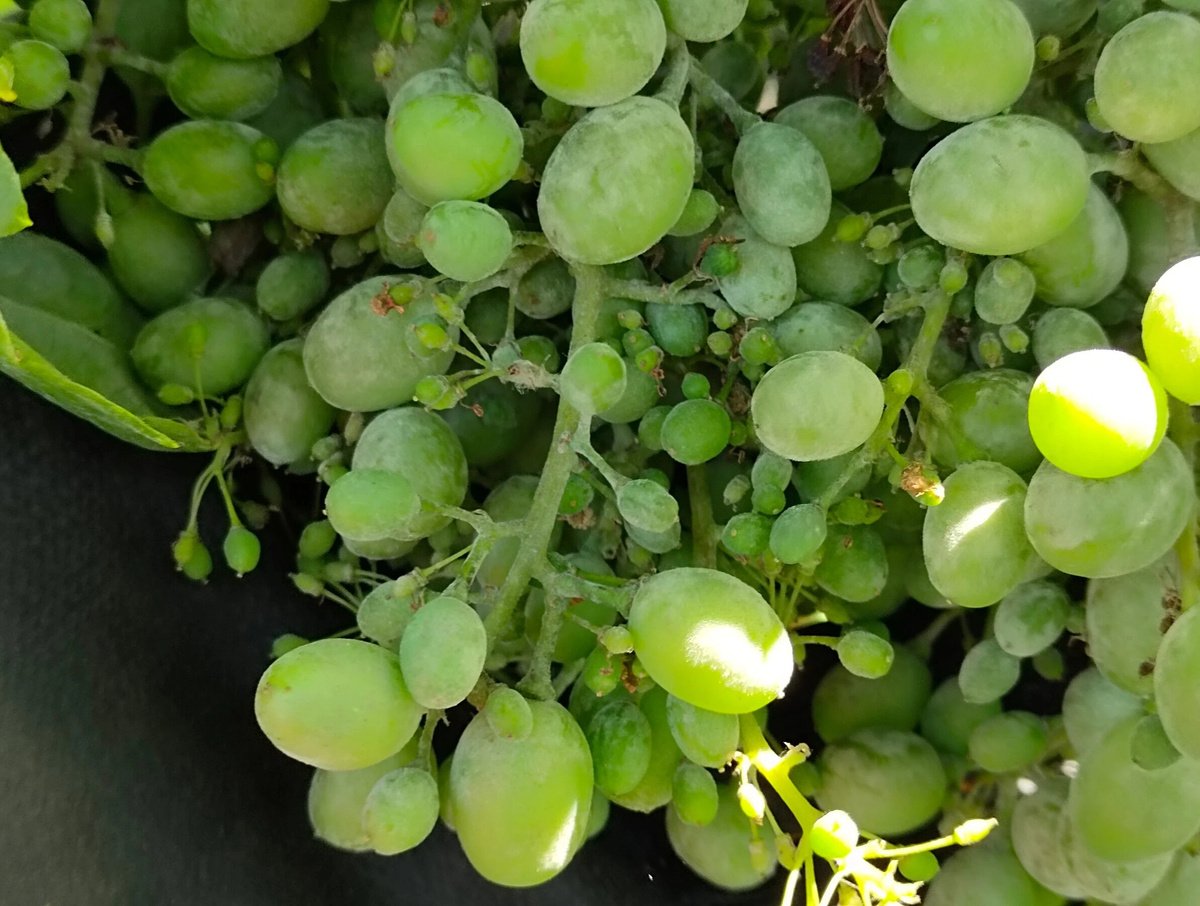 На ягодах и гребеножке хорошо виден белый налёт оидиума 