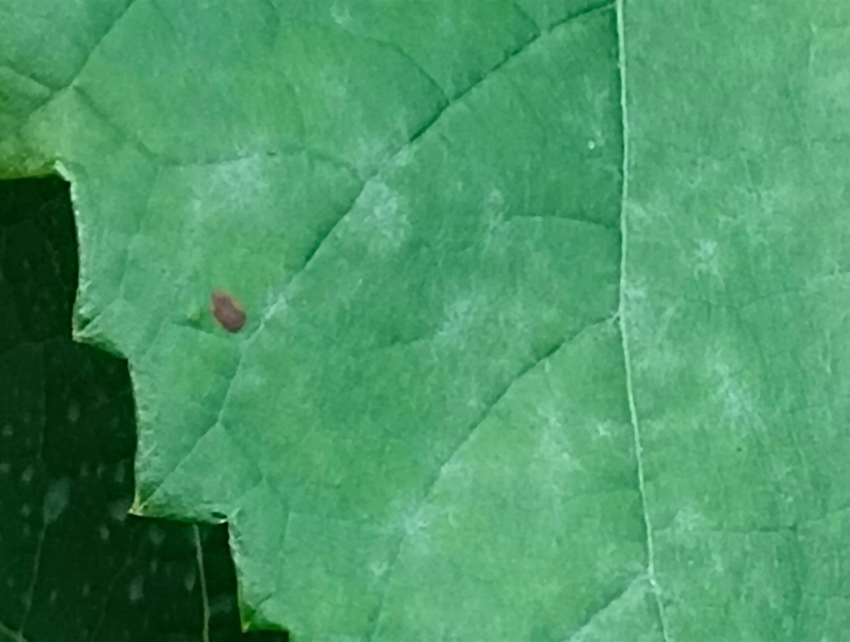 Первые признаки поражения оидиумом на листе - белые, едва различимые пятнышки