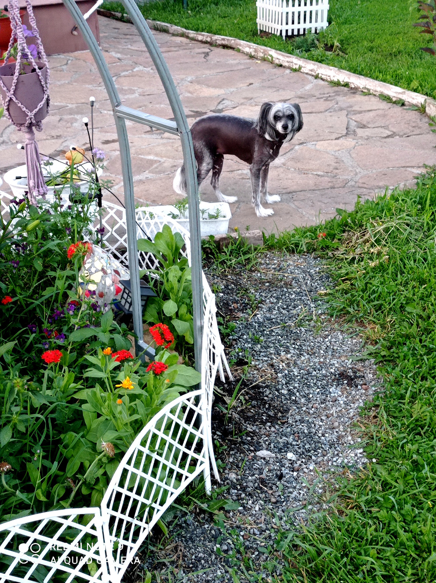 Каждое утро выпускаю Тосеньку ,Герду и Мартина гулять